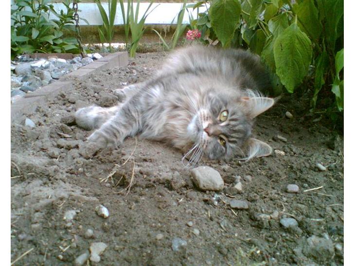 {{currentPhoto.altText}} billede {{currentPhoto.number}}