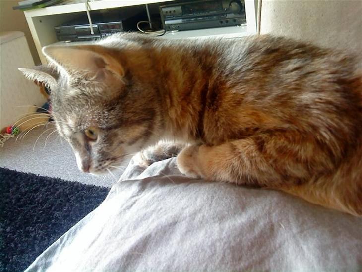 {{currentPhoto.altText}} billede {{currentPhoto.number}}