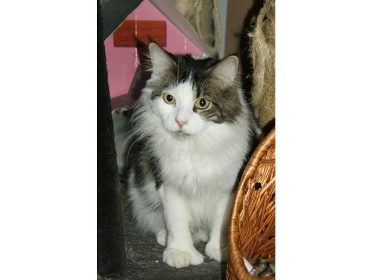 Maine Coon R.I.P smukke Basse - taget den 12/9-09 billede 1