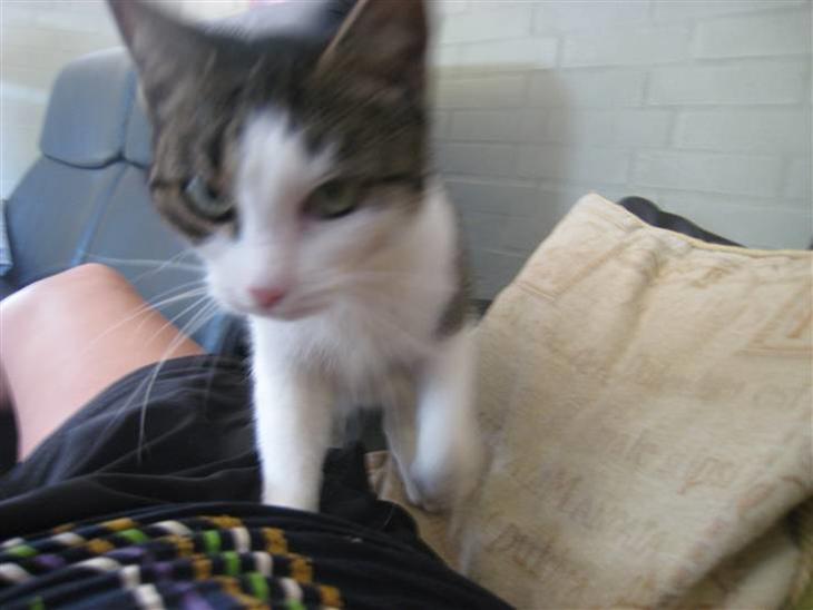 Huskat Mille *Elsket!* billede 1