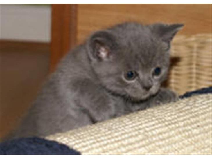 British Shorthair Bertram billede 1