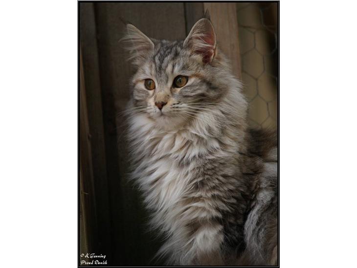 Maine Coon DK Proud Danish Jade - 8 mdr billede 1