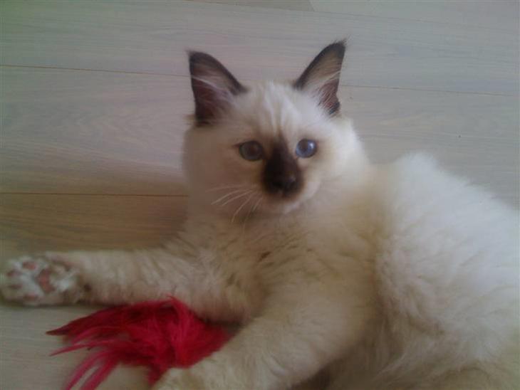 {{currentPhoto.altText}} billede {{currentPhoto.number}}