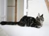 Maine Coon Prinsesse Laia
