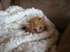 Huskat THOMAS O'MALLEY | Aflivet
