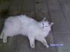 Ragdoll werner