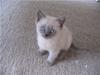 British Shorthair Ved ikke endnu:-)
