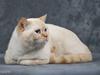 British Shorthair Puff the Magic Dragon