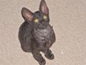 Cornish Rex R.I.P Hampus :(