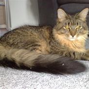 Maine Coon Tiger