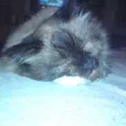 Ragdoll Tyler