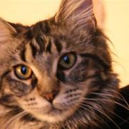 Maine Coon Prinsesse Laia