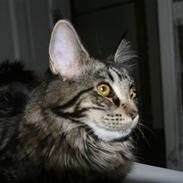 Maine Coon Prinsesse Laia