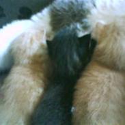 Huskat mikkel