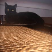 Blanding af racer speedie ii;*vimsen*