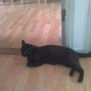 Blanding af racer speedie ii;*vimsen*