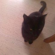 Blanding af racer speedie ii;*vimsen*