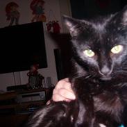 Blanding af racer speedie ii;*vimsen*