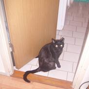 Blanding af racer speedie ii;*vimsen*