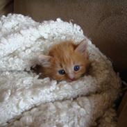 Huskat THOMAS O'MALLEY | Aflivet
