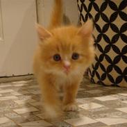 Huskat THOMAS O'MALLEY | Aflivet