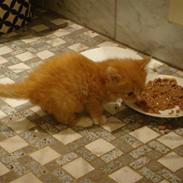 Huskat THOMAS O'MALLEY | Aflivet