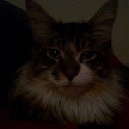 Maine Coon Bandit P