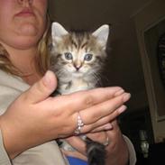 Blanding af racer Mille