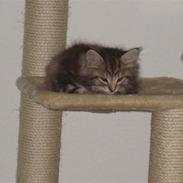 Blanding af racer Mille