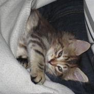 Blanding af racer Mille