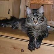 Maine Coon rushmore hjalli AFLIVET!