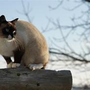 Blanding af racer Pim