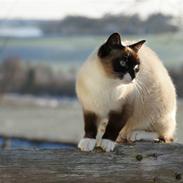 Blanding af racer Pim