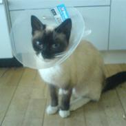 Blanding af racer Pim