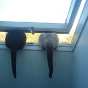 Blanding af racer Pim