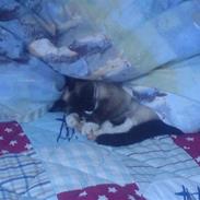 Blanding af racer Pim