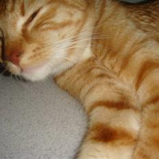 Blanding af racer Balou