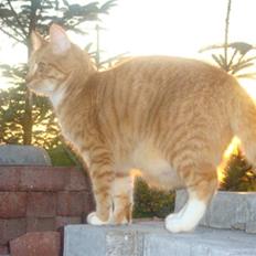 Blanding af racer Balou