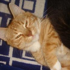 Blanding af racer Balou