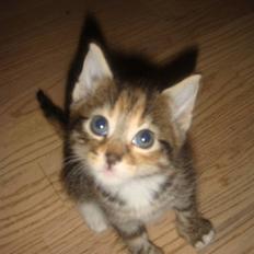 Blanding af racer My