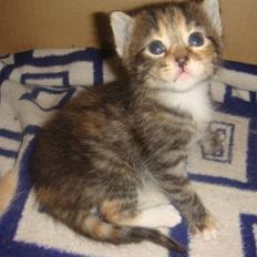 Blanding af racer My