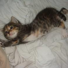 Blanding af racer My