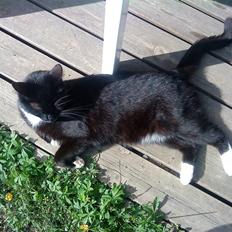 Blanding af racer Rufus