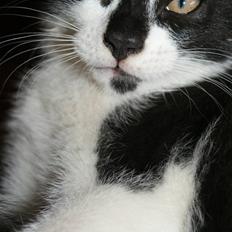 Blanding af racer Yodel