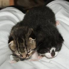 Blanding af racer Yodel