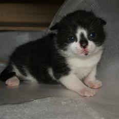 Blanding af racer Yodel