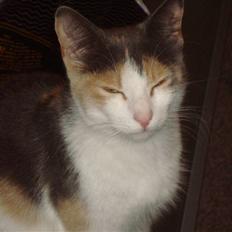 Blanding af racer Kia