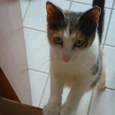 Blanding af racer Kia