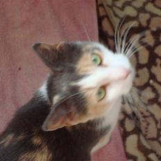 Blanding af racer Kia