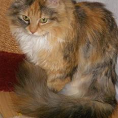 Blanding af racer Freja